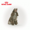 Royal Canin (Роял Канин) Корма для определенных пород собак - Зоомир66 Екатеринбург